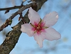 Almond_Blossom